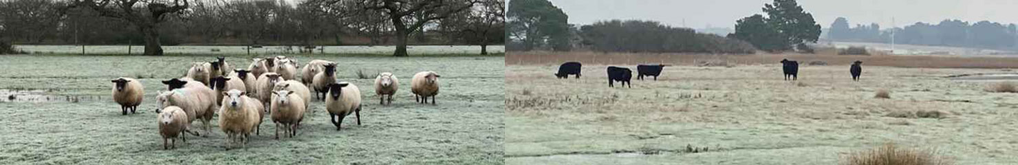 Hatchet Herd Sheep and Pedigree Dexter Cows in the field